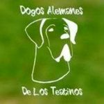 dogo-aleman-de-los-teatinos